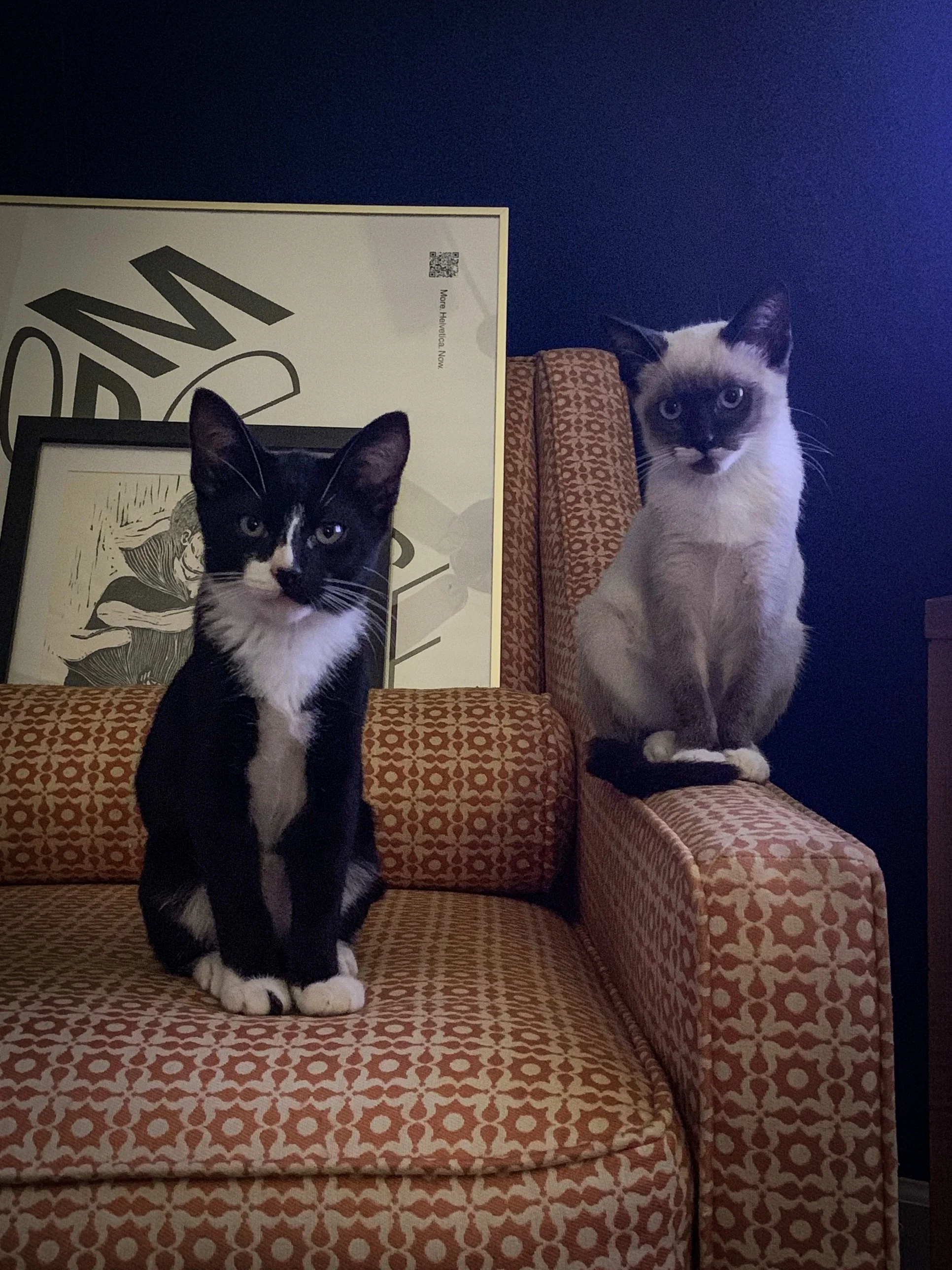 Tony and Yoko as kittens on a patterned chair