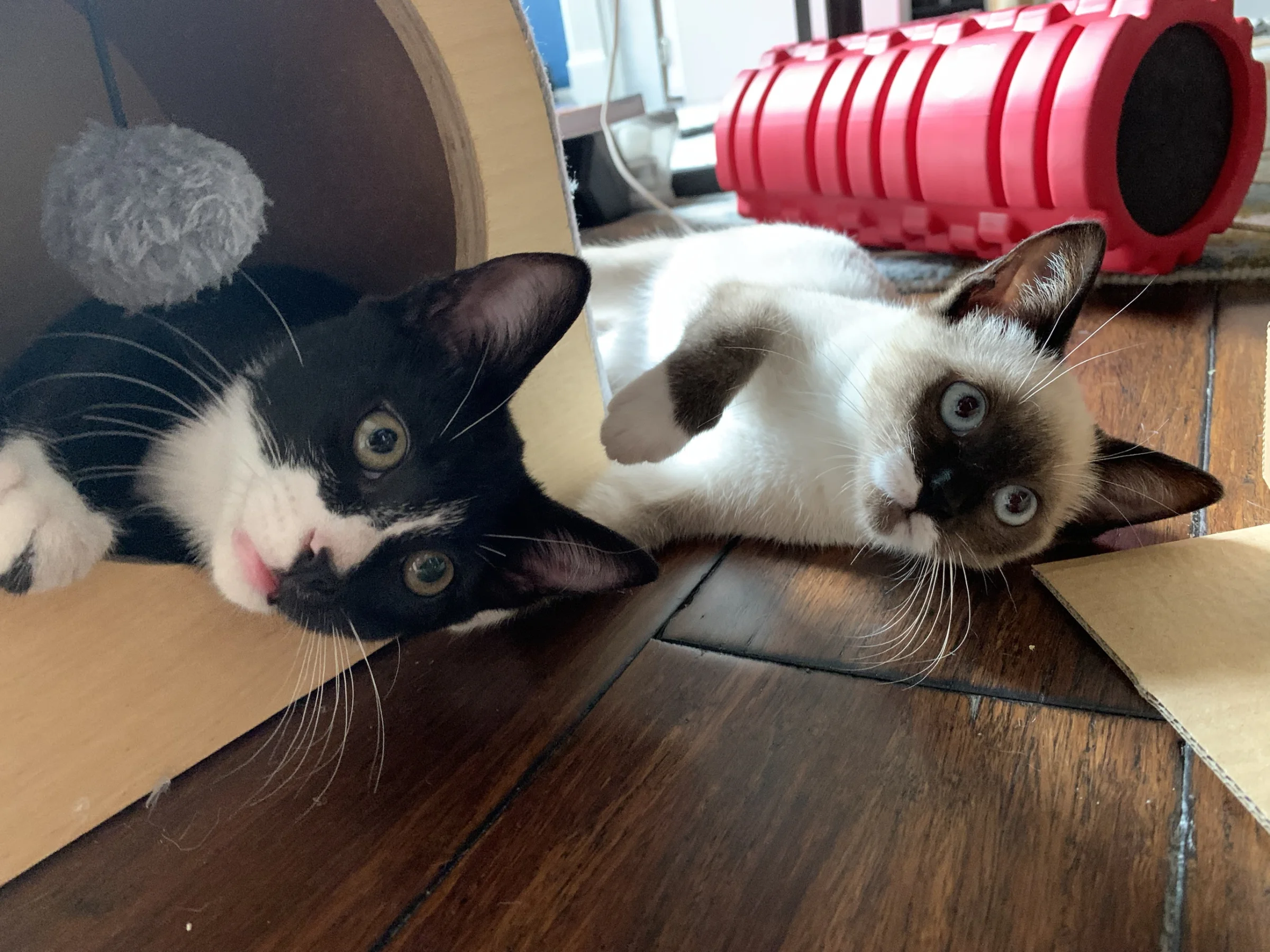 Tony and Yoko upside down on the floor by the cat tunnel