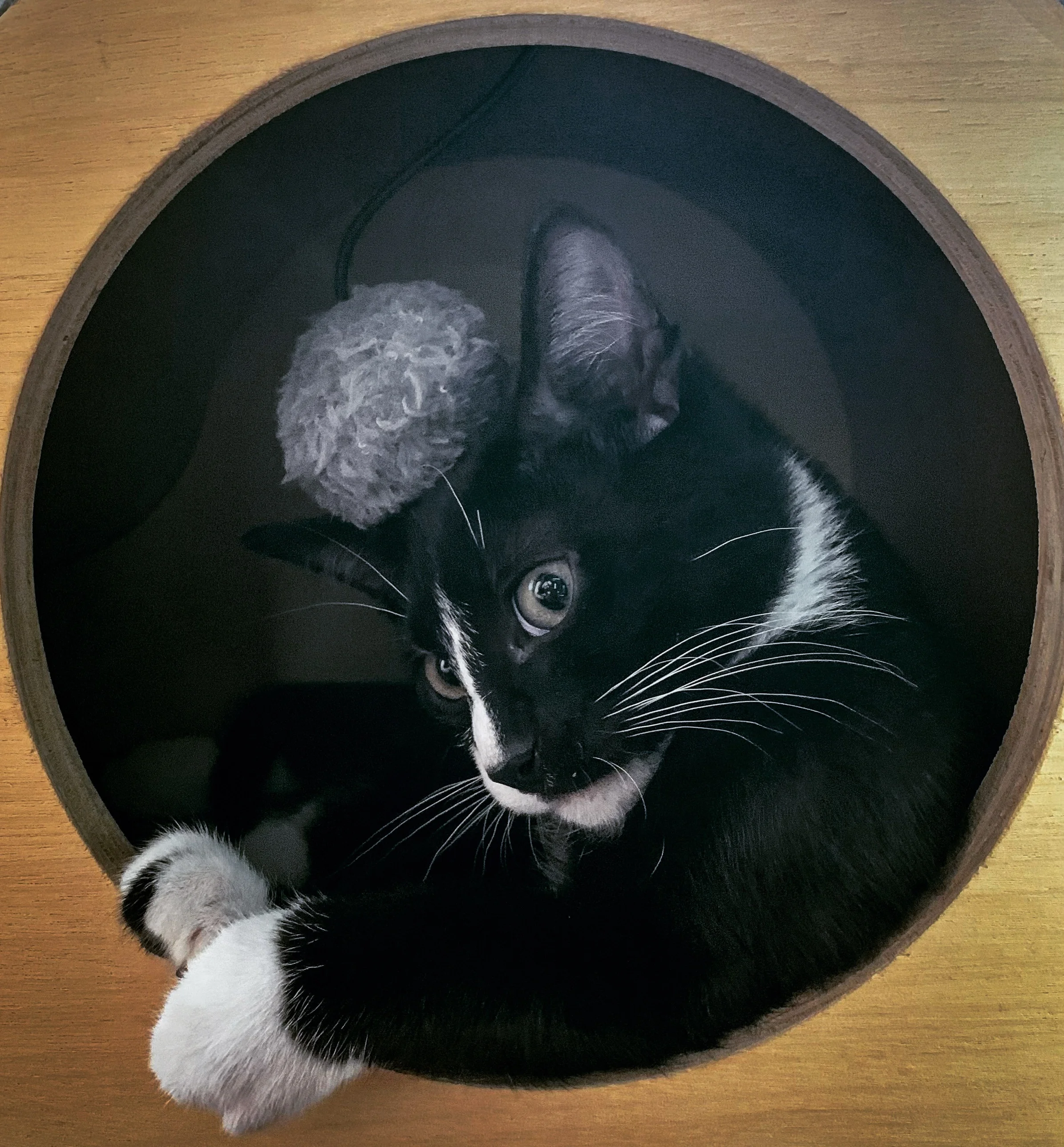 Tony, a tuxedo cat, framed in the round opening of the cat tunnel