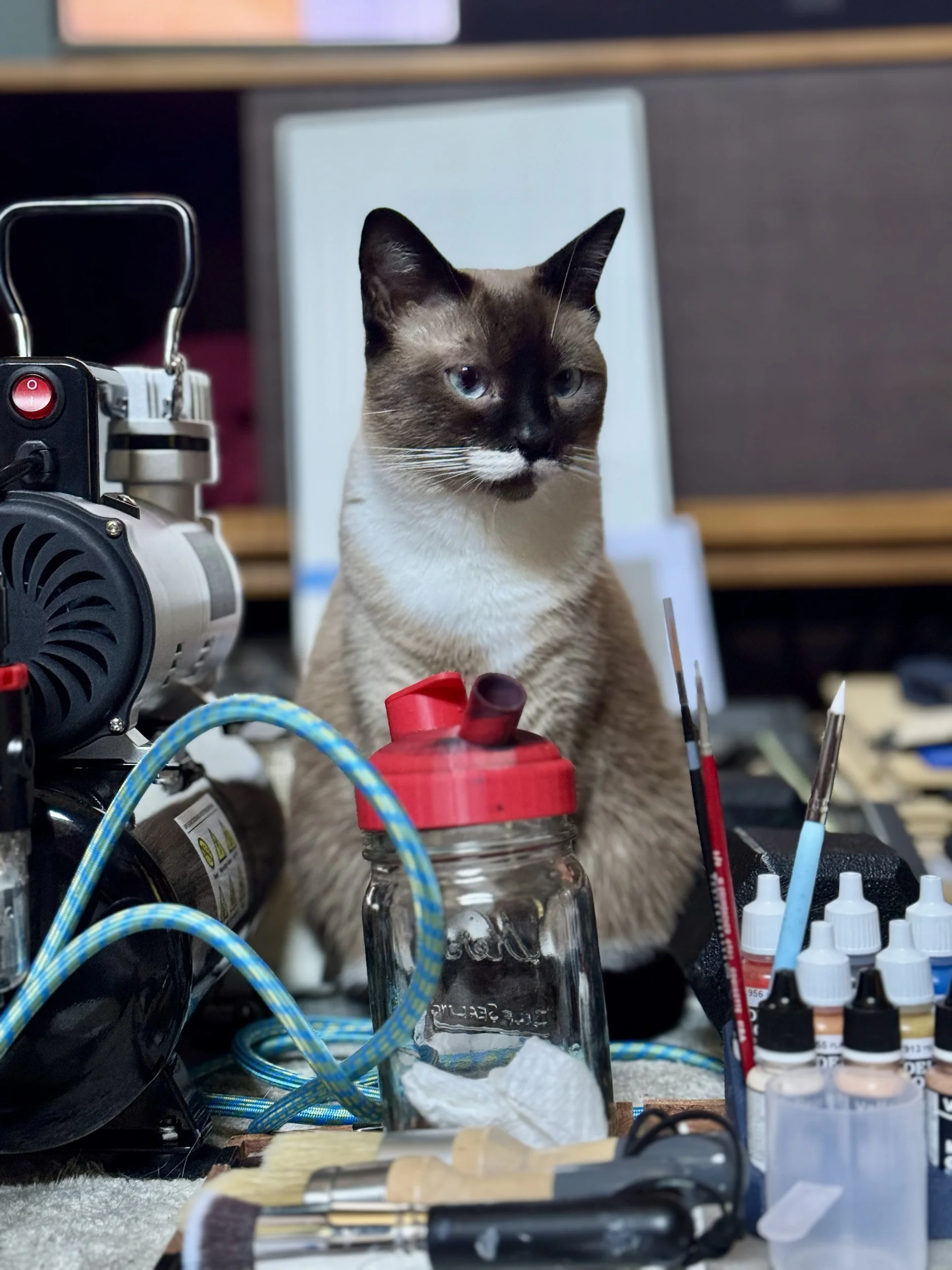 Yoko, a Siamese, supervising the airbrush station