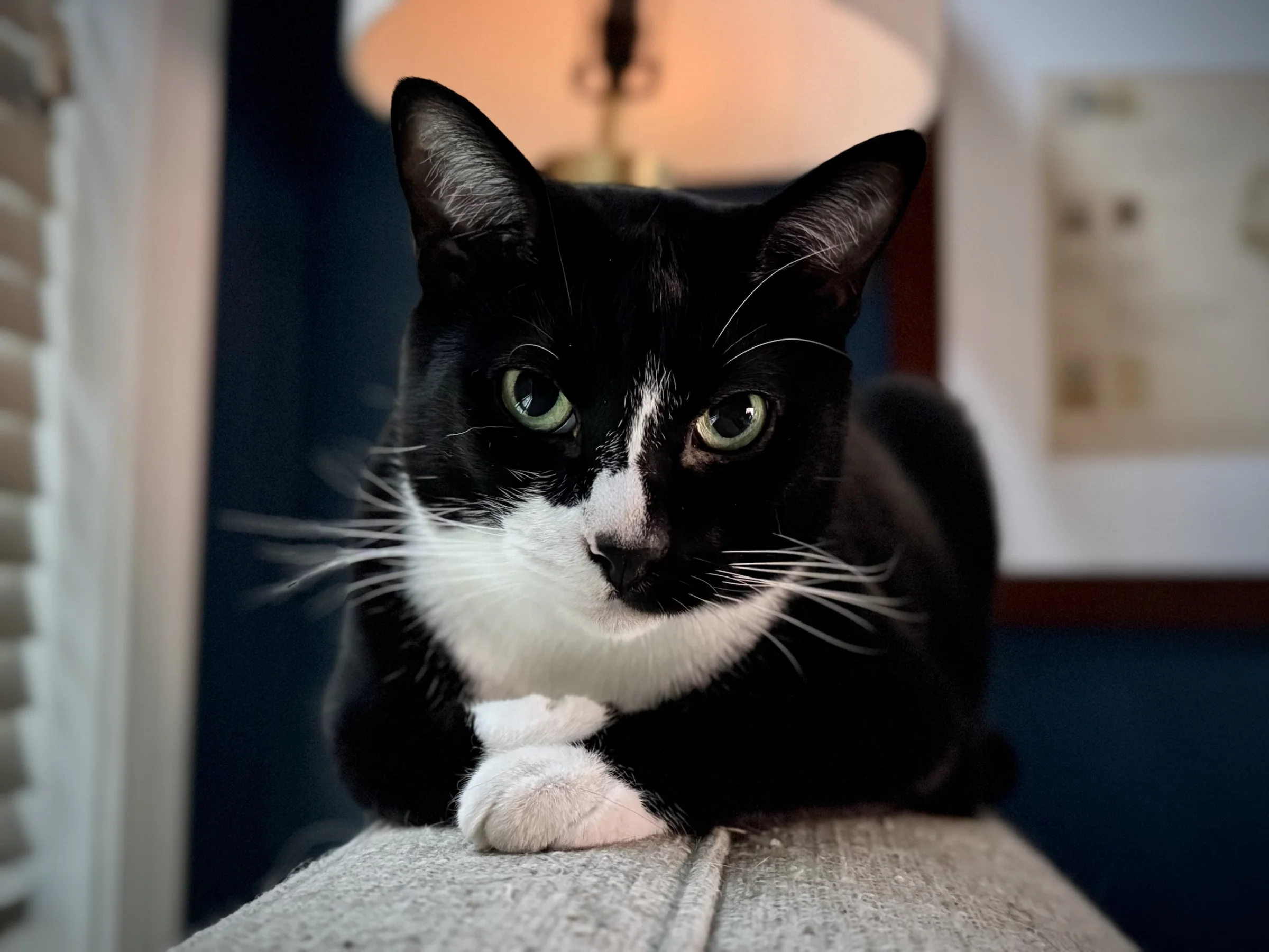 Tony, grown, on the arm of the couch