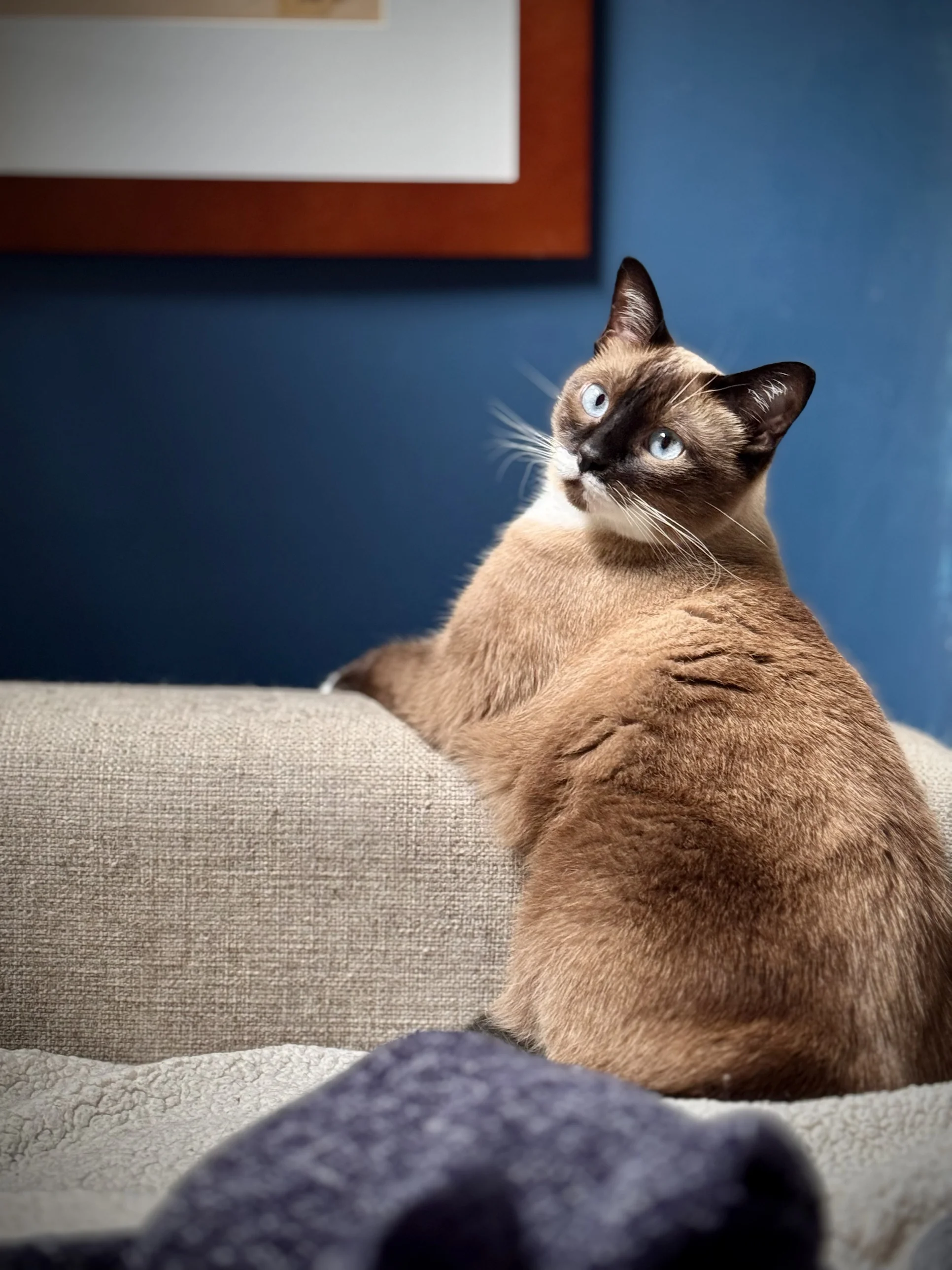 Yoko, grown, glancing back against a blue wall